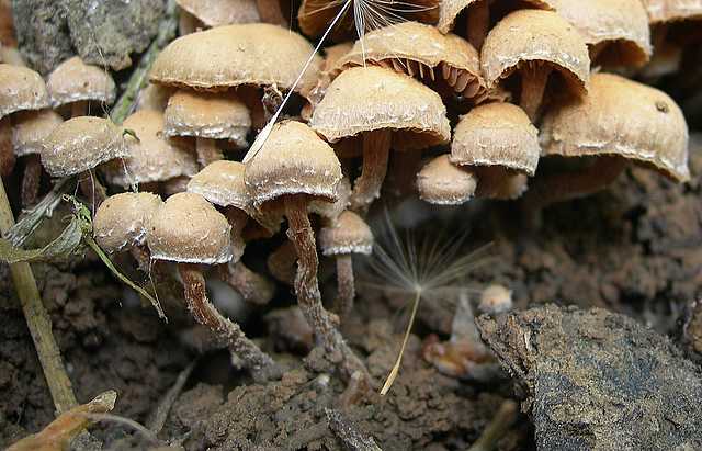 Tubaria conspersa    (Pers.)    Fayod